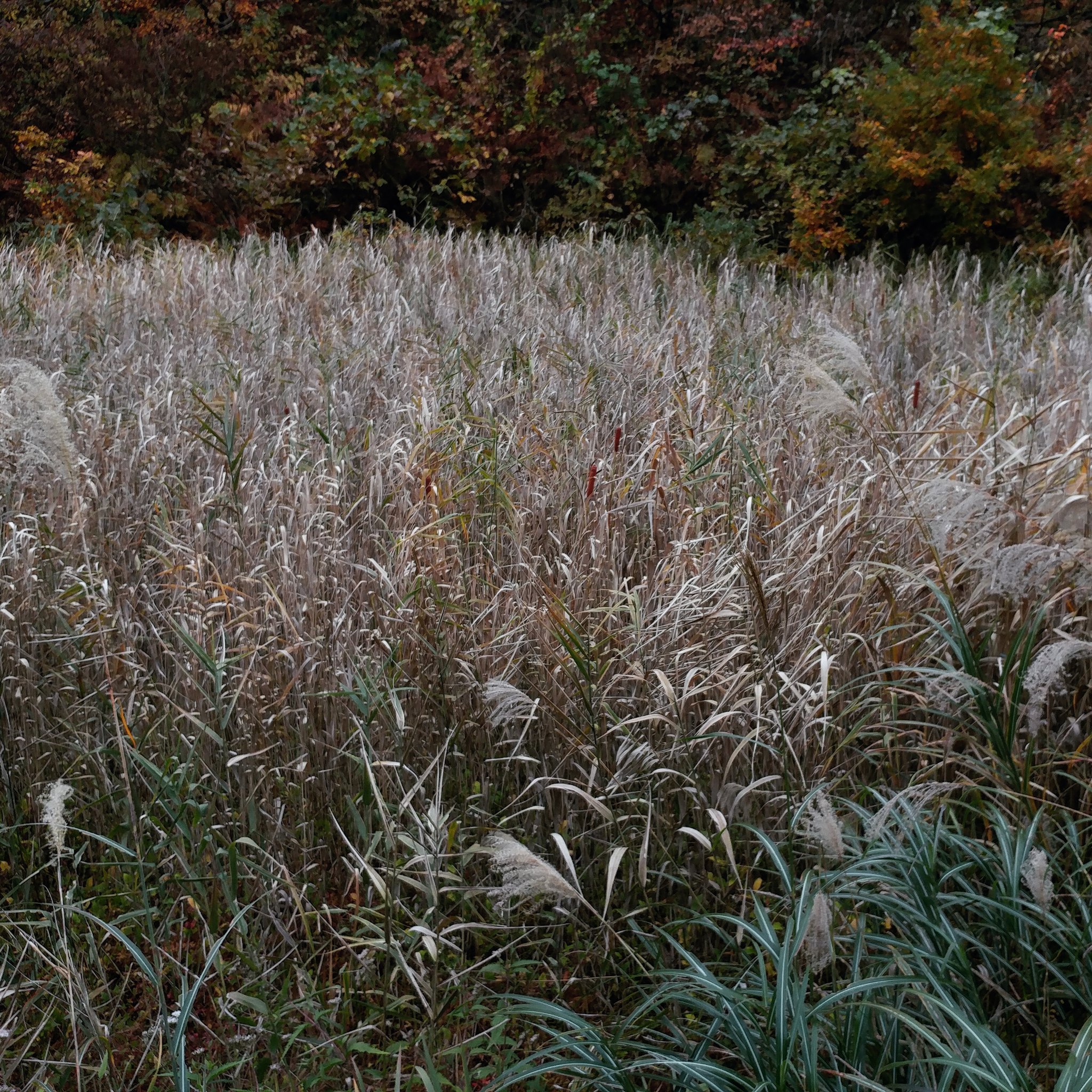 Emergentplant Twitter Search Twitter