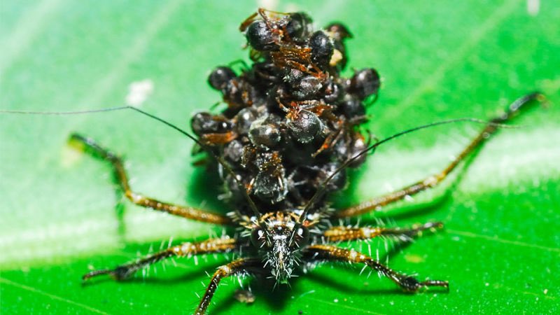 30. The assassin bug is a morbid lil fucker who wears the dead bodies of ants to ward off & confuse predators.