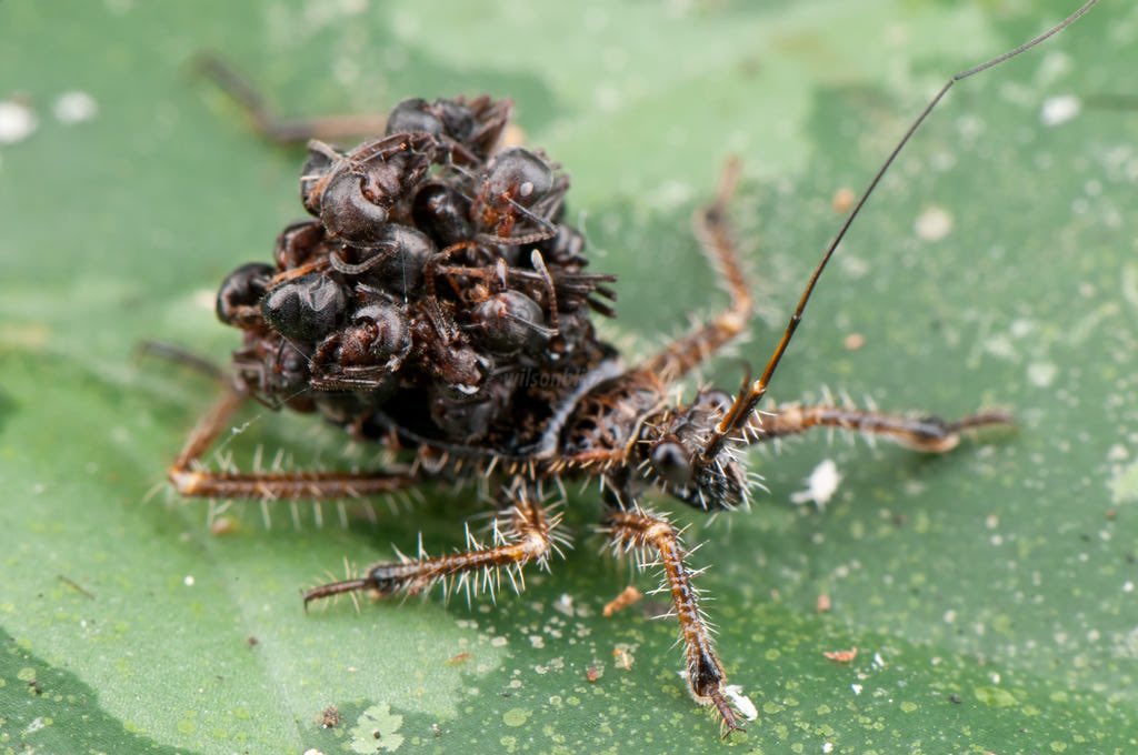30. The assassin bug is a morbid lil fucker who wears the dead bodies of ants to ward off & confuse predators.