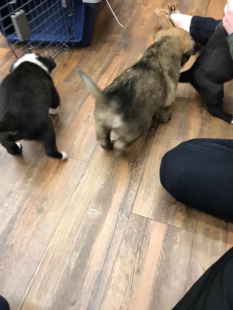 missrostesclass's tweet photo. Did you know that puppies relieve stress? #staffwellnessweek #stettlerelementary #csd71 https://t.co/XpLJDEwaKr