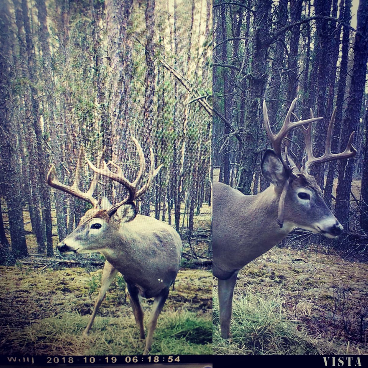 BGIMag's tweet photo. Some great potnetial on this young buck. Fingers crossed he can survive one more year! Gonna roll the dice and give him a free pass again. #younggun #letemgrow #biggameillustrated #biggamefilms #whitetail #ridgetec https://t.co/UG4Wny34a0