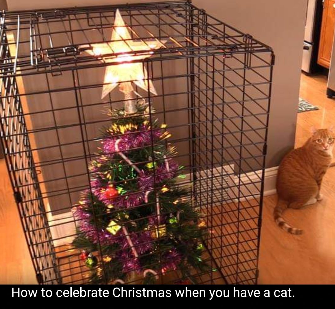 DrunkCatLadies tweet media