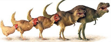 33. The closest relative to a Tyrannosaurus Rex are chickens.