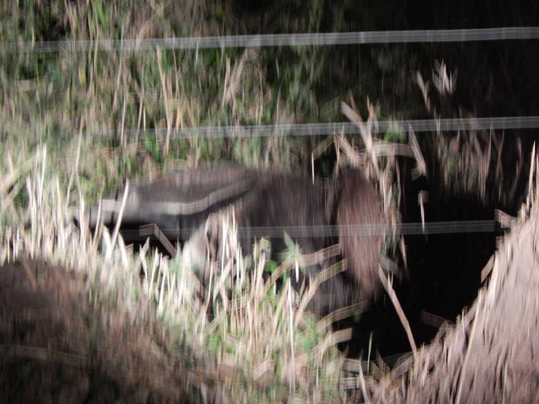 主人がオオアリクイに殺されて1年が経ちました はリアルなネタだった ブラジルではオオアリクイの襲撃により死亡する例が増えている Togetter