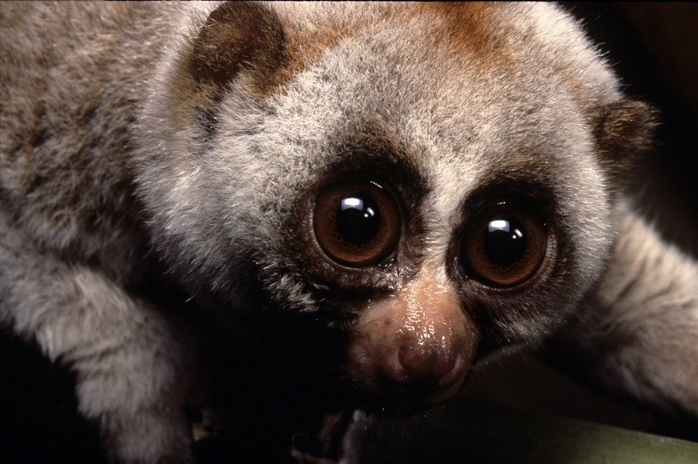 34. The Slow Loris is a really adorable animal that happens to have a venom in their saliva fatal to humans. Their secret weapon.