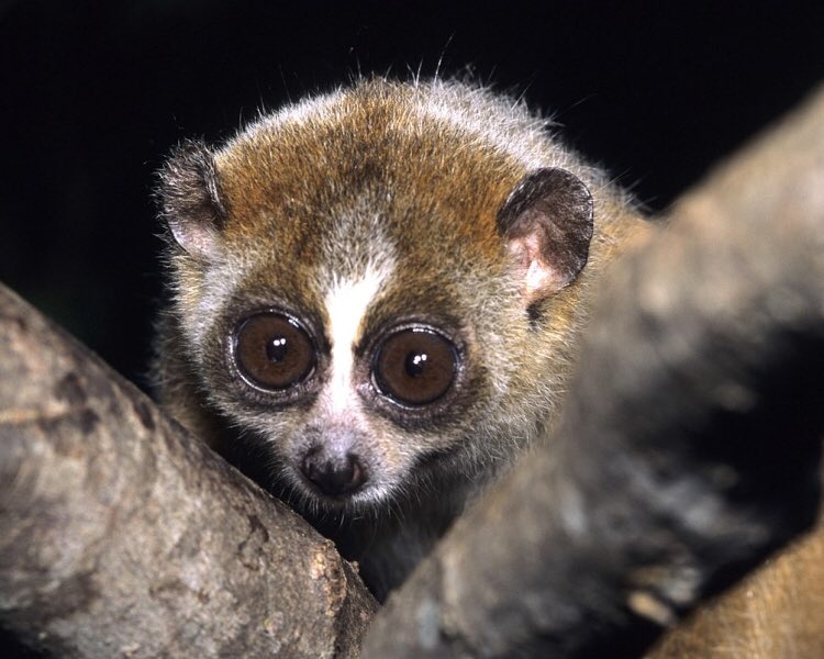 34. The Slow Loris is a really adorable animal that happens to have a venom in their saliva fatal to humans. Their secret weapon.