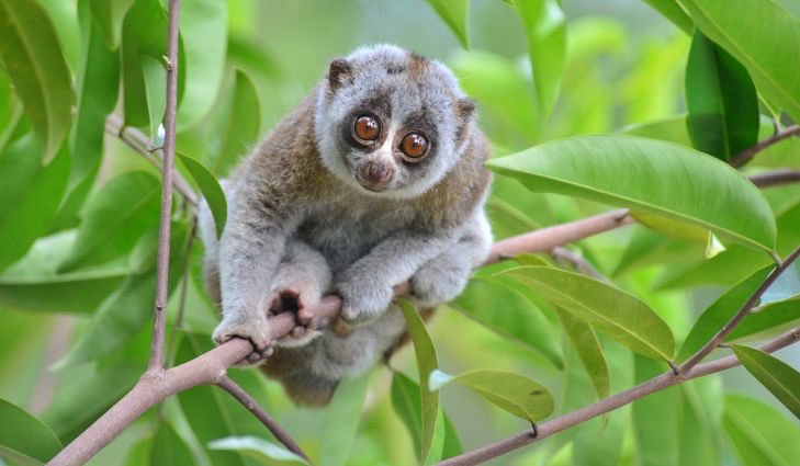 34. The Slow Loris is a really adorable animal that happens to have a venom in their saliva fatal to humans. Their secret weapon.