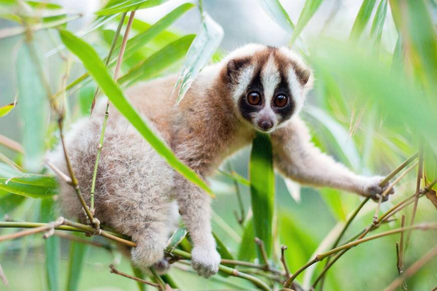 34. The Slow Loris is a really adorable animal that happens to have a venom in their saliva fatal to humans. Their secret weapon.