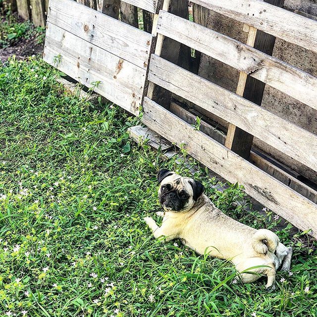 TruthPug's tweet photo. #instagramofpugs #instagramofpug #pugsofinstagram #dogphotography #doglovers #dogfriendly #pugs #doglover #happy #instagood #instaquote #happytime #lawn #lawnsofinstagram #instlawn #dog #doggie #dogs #happy https://t.co/N9jnYgPUtk