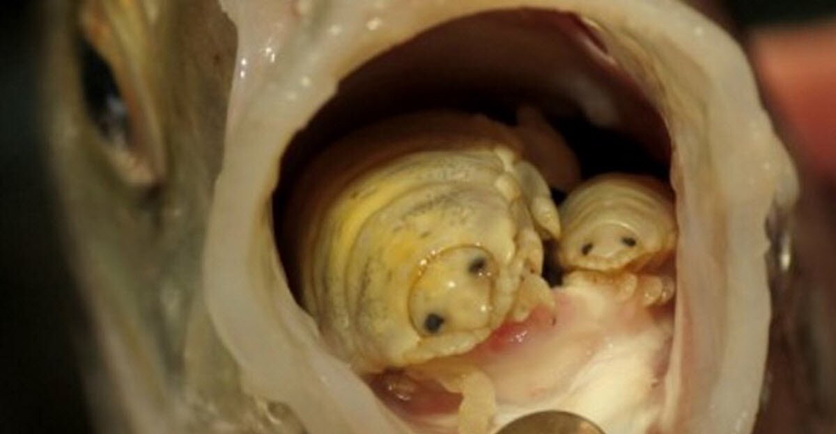 35. The Cymothoa exigua, also known as the tongue-eating louse, is a parasite that replaces the tongue of its hosts & eats their foods directly, starving them to death before moving on.