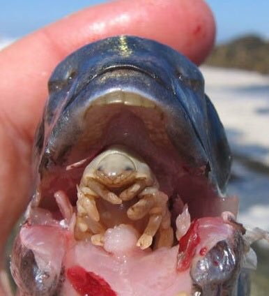 35. The Cymothoa exigua, also known as the tongue-eating louse, is a parasite that replaces the tongue of its hosts & eats their foods directly, starving them to death before moving on.