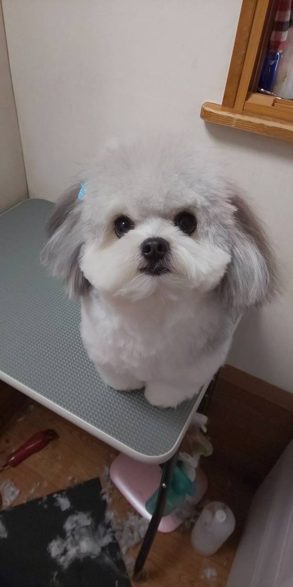 叶逢 とあ على تويتر おはようございます この間トリミング後 トリマーさんが撮ってくれた写真 ᐢ ᐢ トリマーさん いつも可愛くしてくれて とったんを可愛がってくれて 感謝感謝です マルポメ ミックス犬 トリミング かわいいね 火曜日 犬好き