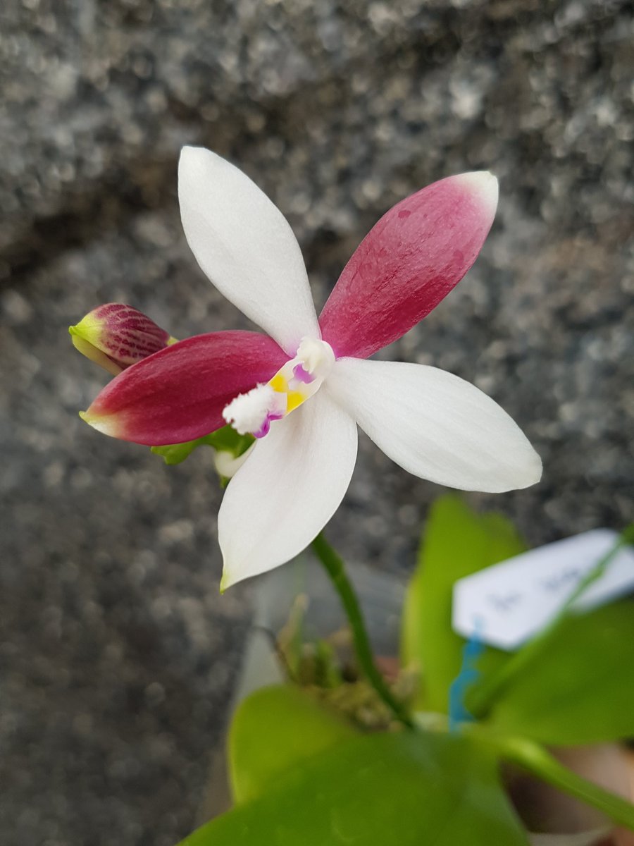 Phal speciosa red