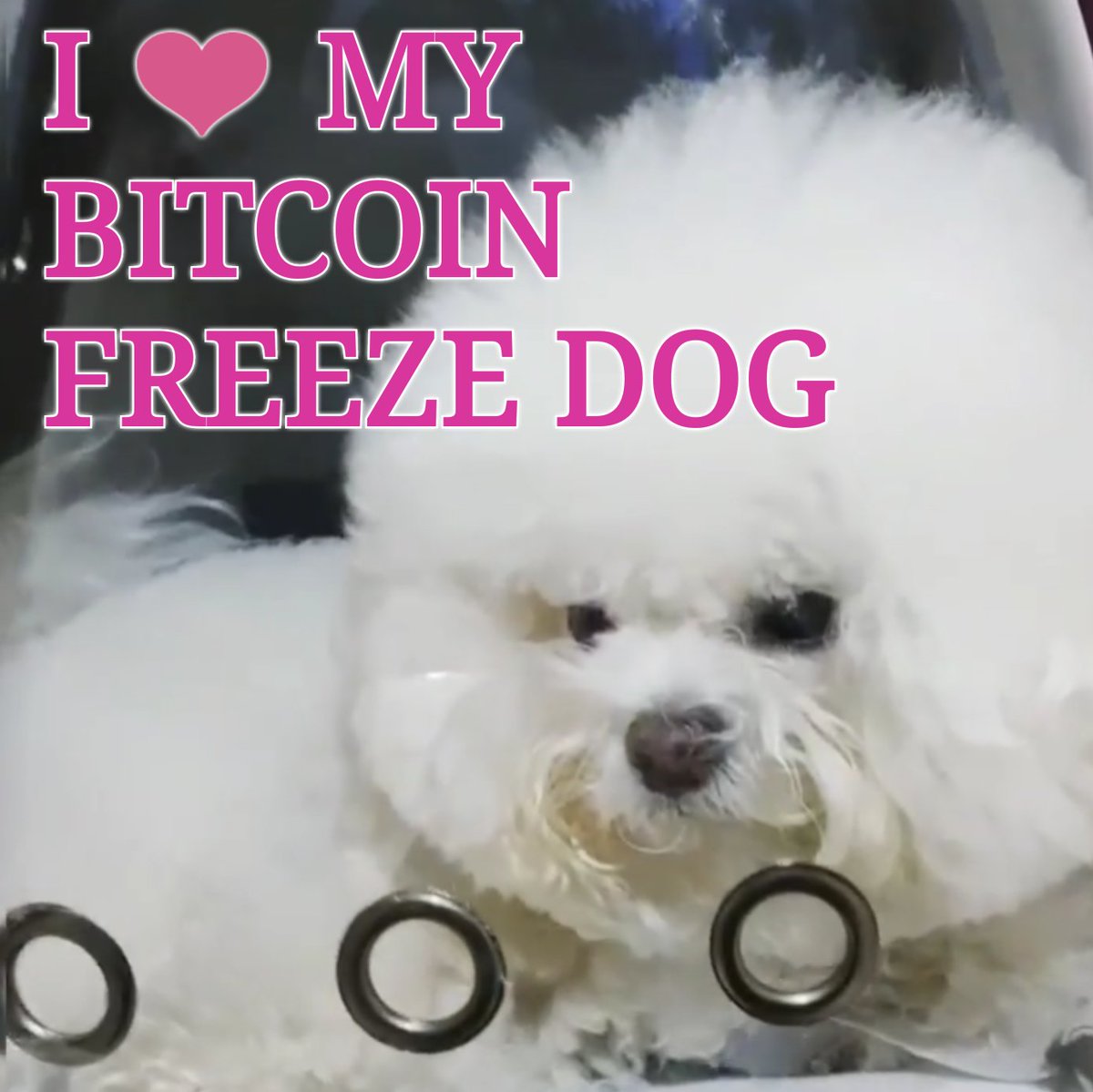 jinju bichon frise