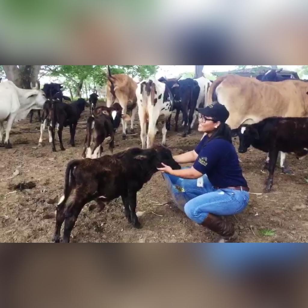 loanyvindel's tweet photo. Visita a Finca a  productor del Proyecto Aprovechando el éxito. 
Brindando asistencia técnica, aplicación de antibiótico vía intramuscular, Diagnóstico de su ganado lechero.

Equipo de Tecnicos de Ganadería y Lácteos, Olancho.
@HeiferHonduras @Heifer https://t.co/CrJRxQ2J8c