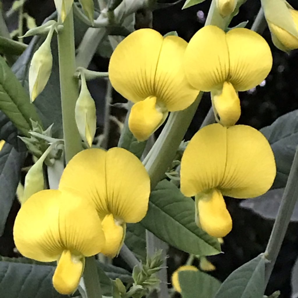 These bright yellow ornamental flowers are called Rattlepods (Crotalaria spectabilis). Actually, the real rattlepods are in the second pic  The seeds of this plant become loose in the pod as they mature, and rattle when the pod is shaken. From the wilderness of  #JimCorbett