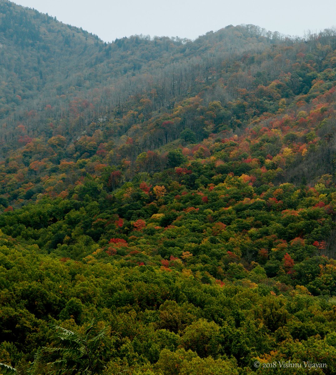 If I have to sustain a fall, let it be in smokys !     #smokymountains #fallcolors #travelphotography #travel #vishnuvijayanphoto #fallcolors #greatsmokymountains #landscape #canonphotography #fallphotography #smokymountainsnationalpark