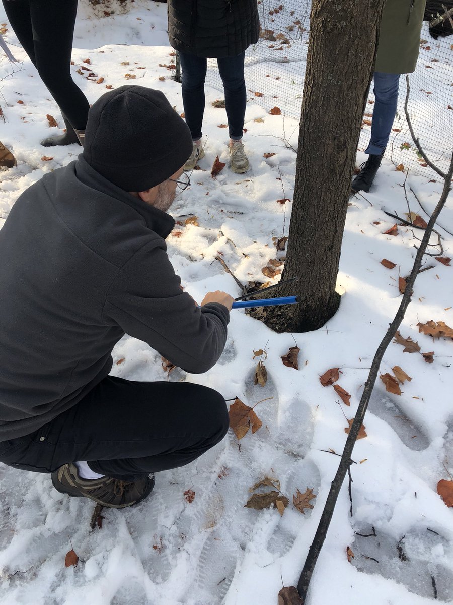MichVas221's tweet photo. Today was one of my favorite labs! Super hard work getting to the center of each Sugar Maple in the cold weather, but we had @StatelyTrees to help us out :) #ees152 https://t.co/ko0blImY3e