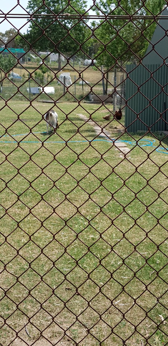 BelindaJAndrews's tweet photo. Bike Club adventures took us up to the UC High School Kaleen Farm today. Goats, chickens and the rooster greeted us warmly 🐔🐐🐓 #bikeclub #pathwayschool @GiralangPrimary @LanaRead https://t.co/nq5rar1i1V