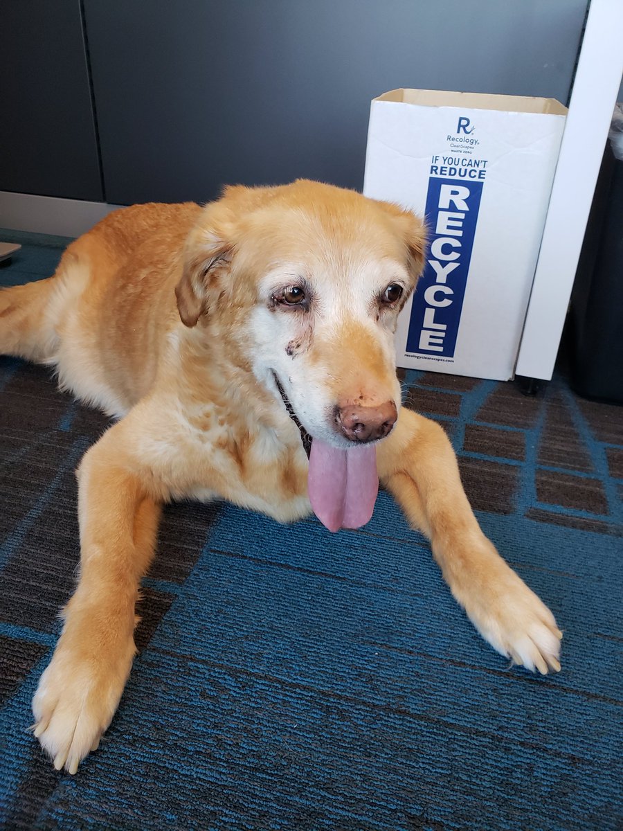 AnnInTheCloud's tweet image. Old gal Lils looks up @ me &amp;amp; smiles when she wants a treat &amp;amp; cuddles. 13/10 will treat her more tomorrow. #dogsofamazon #amazonlife #peculiarways