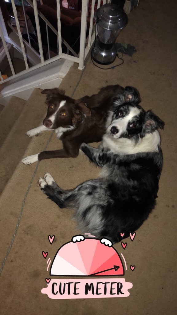 bsolomon600's tweet photo. My puppy kona is missing, she went missing about 8:00pm around Braeburn and olley. Please notify me if u have seen or heard anything! https://t.co/m5pHDGgErq