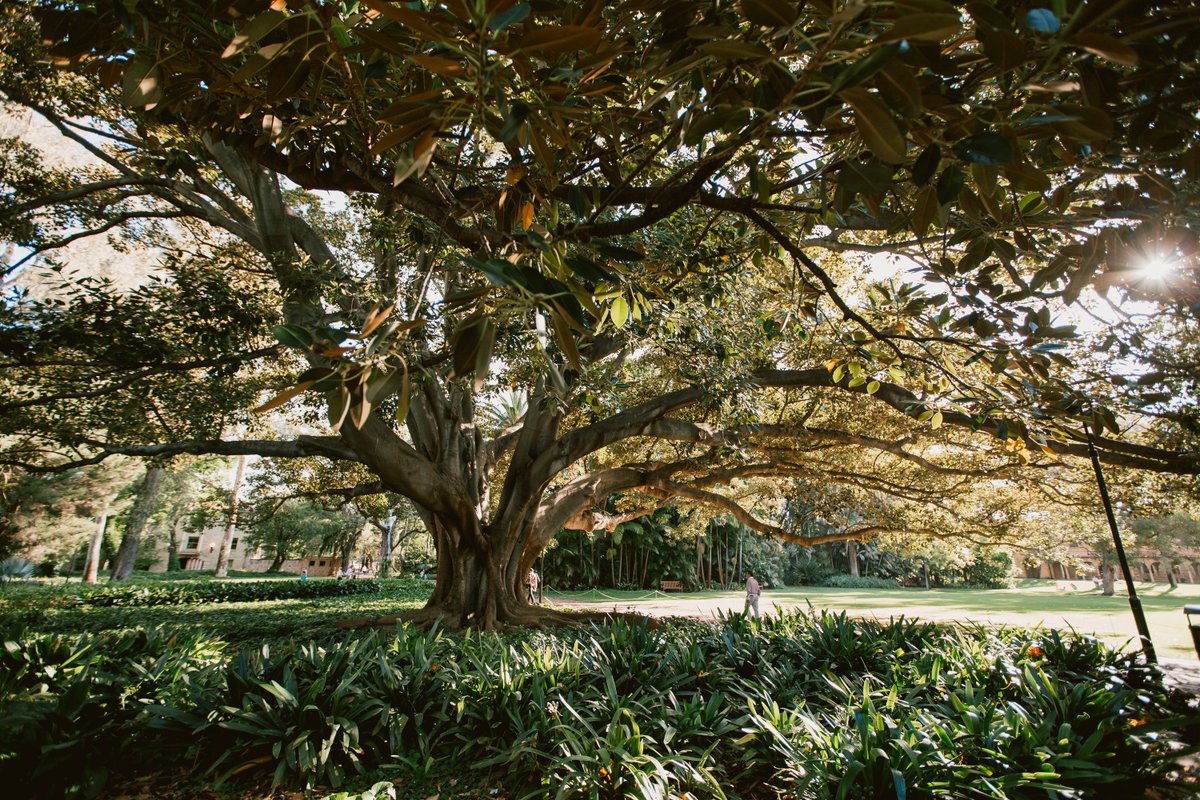 uwanews's tweet photo. In sad news, a major section of our beloved 86-year-old Moreton Bay fig tree collapsed on Monday afternoon. 😢💔🌳

Fortunately, no one was injured and our team was quick to respond to cordon off the area. 

Arborists are inspecting the tree and we will let you know the outcome. https://t.co/pxnDEEmxpd