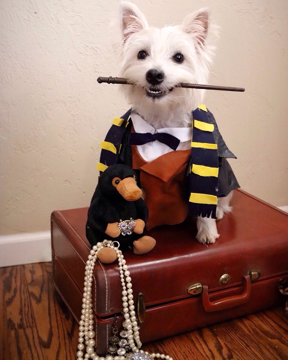 milliemillinga1's tweet photo. Ready to take on Grindlewald! @jk_rowling #Grindlewald #NewtScamander #FantasticBeasts2 #Protectthesecret #fantasticbeasts #Nifflers #NifflerBabies #westie https://t.co/GGS1yCNQxD