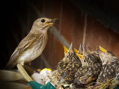 RubyJac's tweet image. He cares for the sparrow and the little birds. How much more for his children that look to him. #WorryNot

Instruction in Deuteronomy 22: 6, 7  reflecting God's heart of compassion and wisdom.