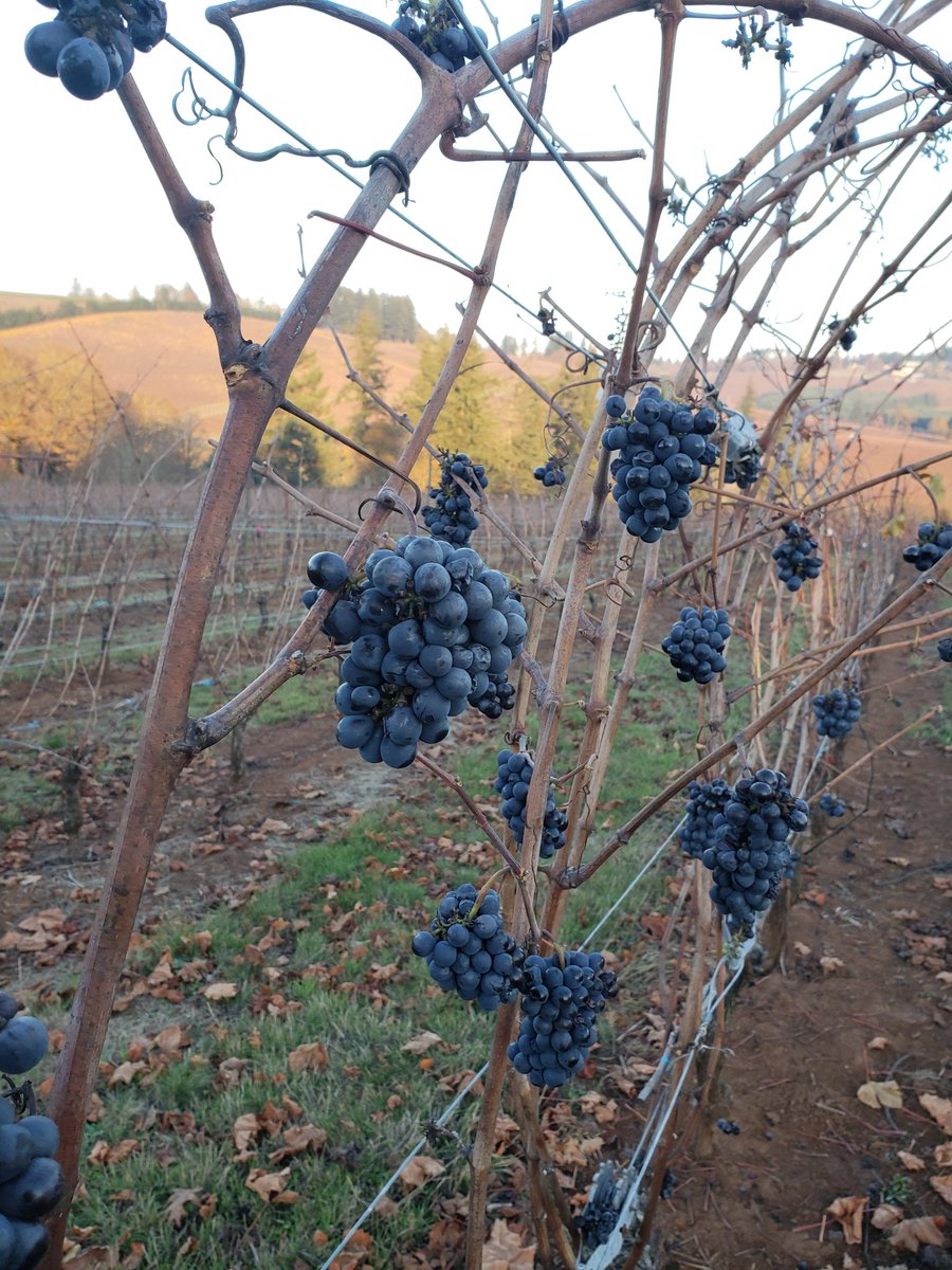 I think these are just about ready to pick. Acidiry is a bit low, though... Maybe we'll leave them there for our Winery Open House this weekend. Sass Winery, noon to 5 p.m. Friday, Saturday, Sunday (Nov. 23-25).