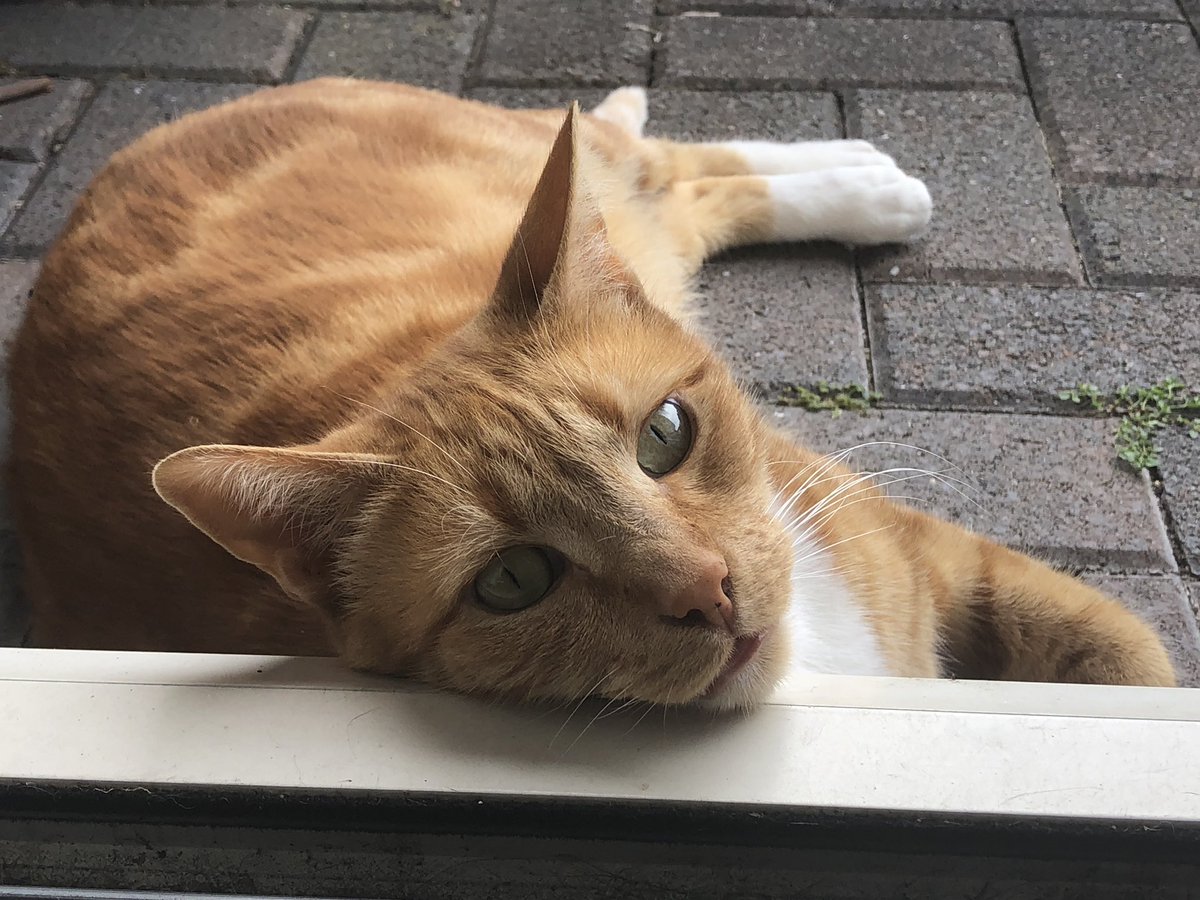 Completely_Cats's tweet photo. Only Tuesday? @KatzenworldBlog @VictoriaVets_ ^..^ https://t.co/x2geLyxSAk