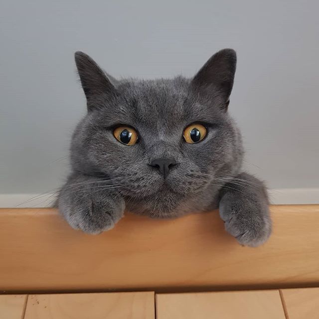 'Ello 😺 @juniperkittycat
.
.
.
.
. 
#Catstagram #CatsOfInstagram #cats_of_instagram #Petstagram #BritishBlue #BritishBlueShortHair #BritishBlueCat
#BritishBlueCats #PearlescentCats #Cat #CatLovers #CatLover #lovecats #lovecats😻 #Enfield #NorthLondon … ift.tt/2Ts7pJs