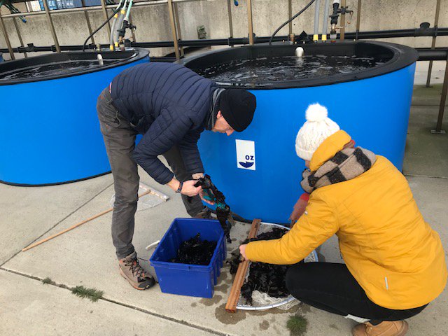 Ons zeewier wordt getest; controle door Stichting Noordzeeboerderij en het Rikilt (Universiteit van Wageningen).

Zij kwamen langs bij Waddenwier/Nioz voor het nemen van monsters ivm de voedselveiligheid.

<a href="/NIOZnieuws/">@NIOZnieuws</a> <a href="/WUR/">Wageningen U&R</a>  @noordzeeboer #salinefarming #zeewier