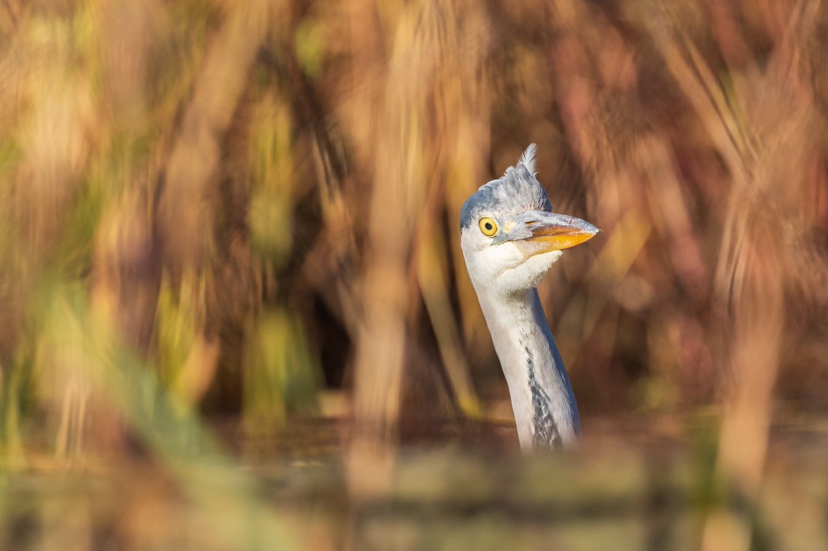 curawildlife's tweet photo. A curious Grey Heron. 📷 @WWTLondon https://t.co/V4EyCde4t7