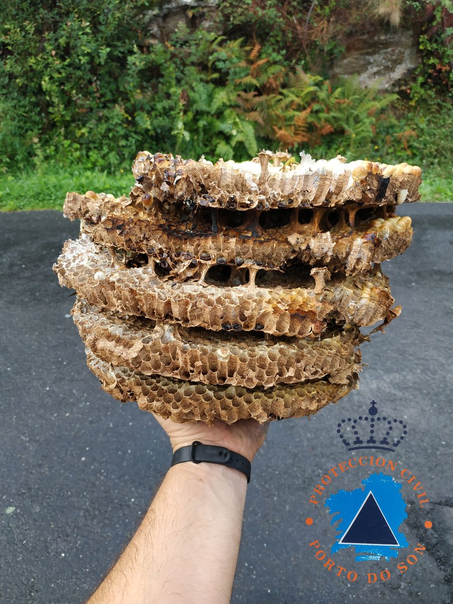 Y seguimos con la plaga...a poco mas de un mes para terminar el año seguimos con nidos de #velutina activos, en el último mes y medio retiramos alrededor de unos 45 nidos, la mayoría de gran tamaño, también algun primario y en algún nido se aprecia hasta dos larvas por casilla.