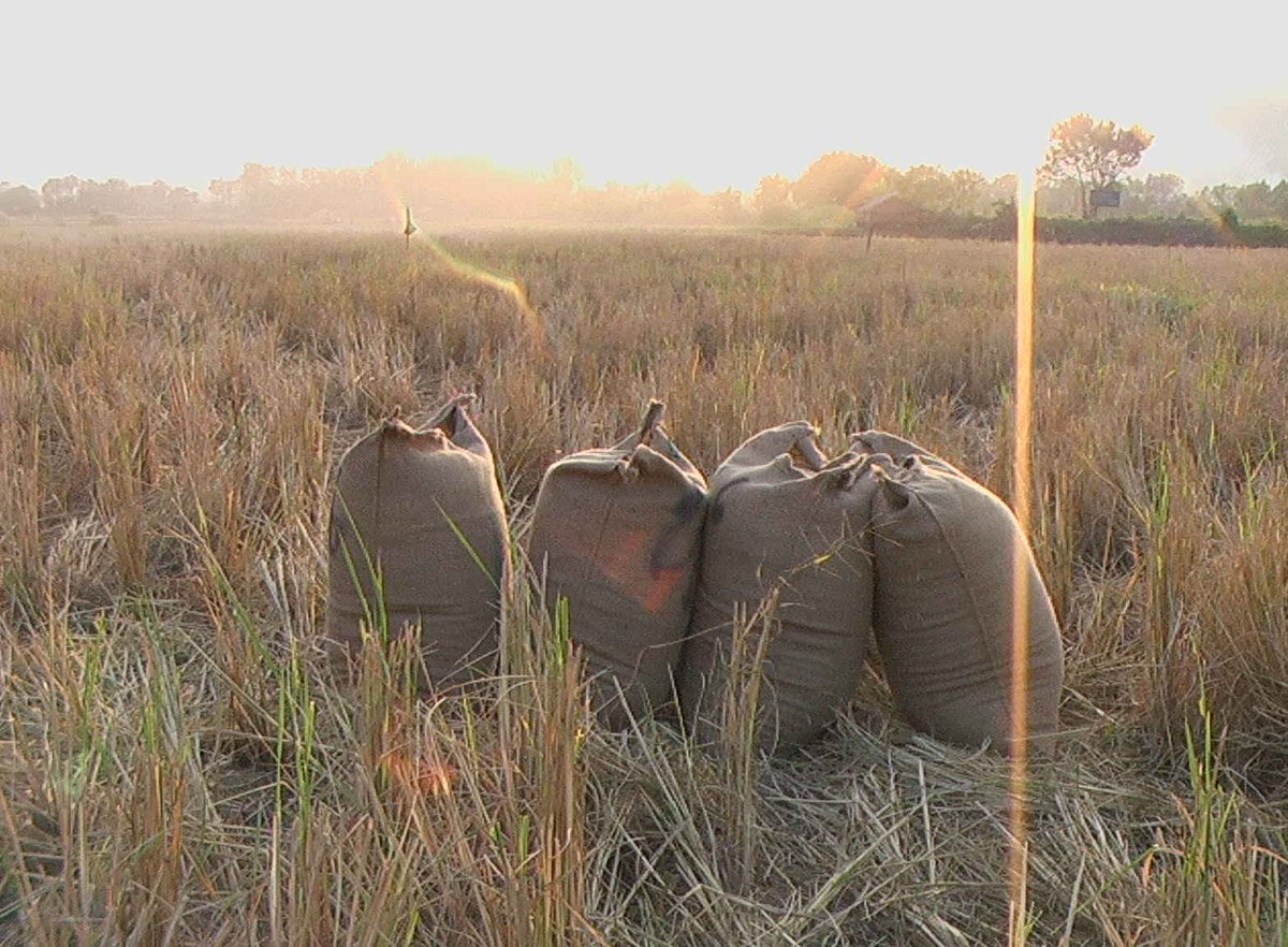 minigreenpower's tweet photo. @minigreenpower est sélectionnée par le Ministère de l’Économie comme lauréat d’une étude FASEP sur la production de 20.000 tonnes d’agro-pellets en Thaïlande !
#Thailand #NouvelleAventure #biomass https://t.co/tEI6MkapVn