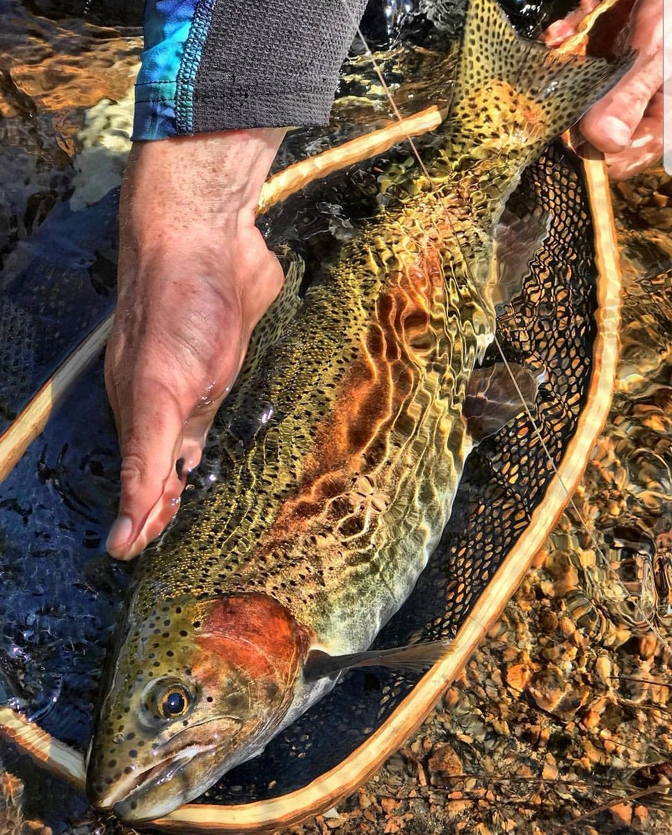 AnglersPeak's tweet photo. A Real Beauty!!🙌🏼🙌🏼🔥👌🏼
@thatonegingerkid420
*
#rainbowtrout #flyfishing #flyfish #flyandstream #troutfishing #fishing #fishingapparel #flyfishingjunkie #onthefly #flyfishinglife… https://t.co/HJrLCmiaFN https://t.co/wvQY1EQru8