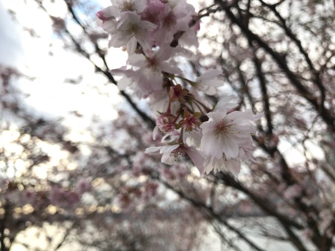 なんだこれは?こんな季節だけど桜にしか見えねえな? 