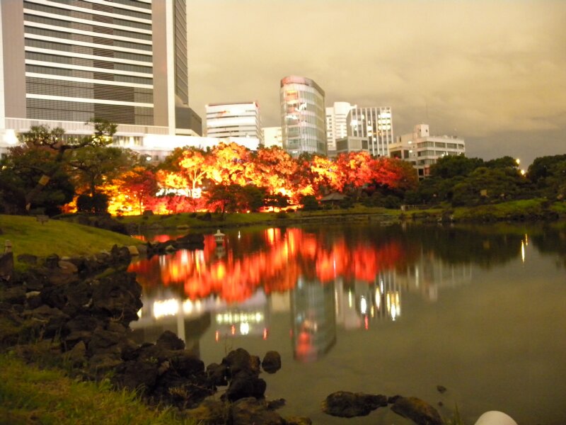 本来非常に美しいはずの旧芝離宮恩賜庭園の紅葉等のライトアップがどう見ても大惨事 消防呼ばれる事案 ニュース記事かと思った Togetter