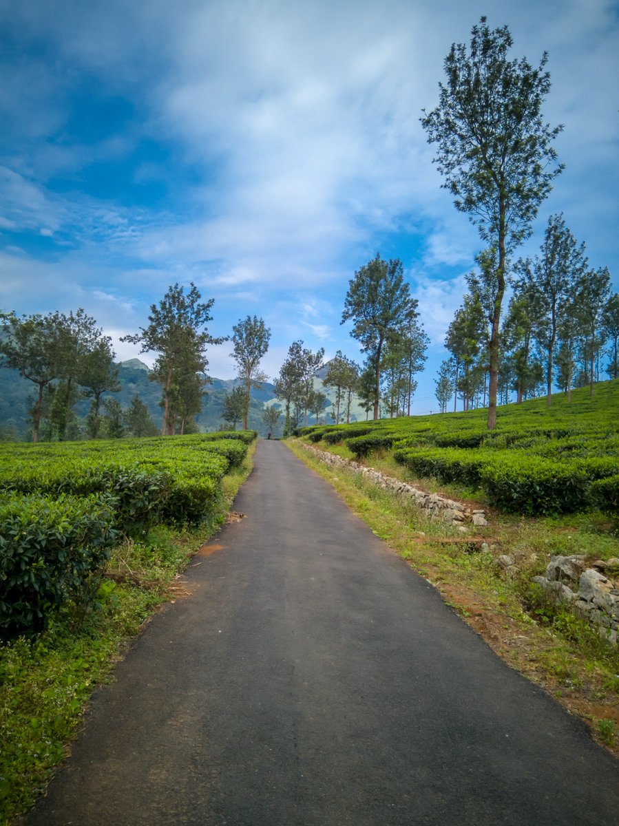KeralaTourism's tweet photo. An aimless stroll, a long drive with some great music, or a quick morning jog; the meandering roads of Munnar cater beautifully to all of these and more. https://t.co/8II6SU3Gnn