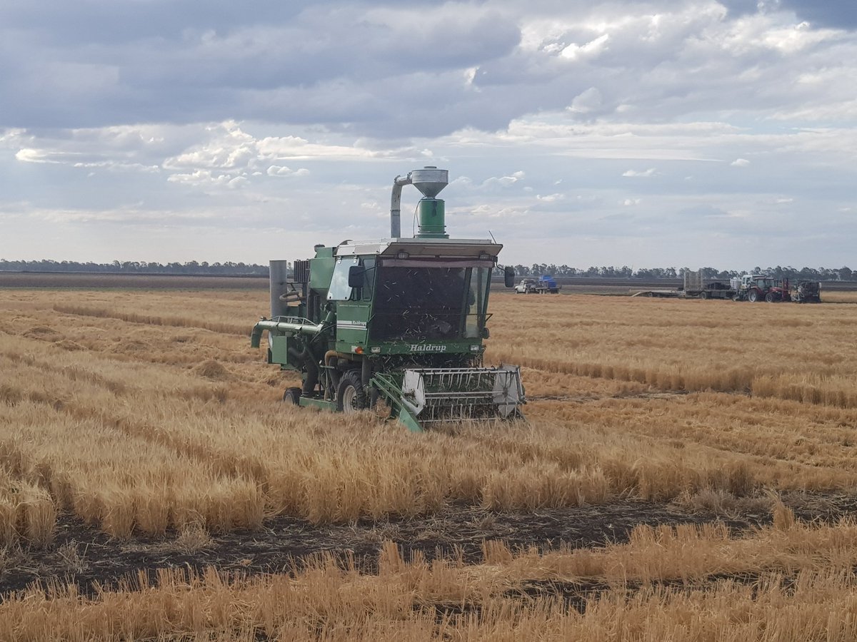 Pampas barley nvt harvest. <a href="/NVT_Online/">@NVT_Online has moved to @GRDC_NVT</a> <a href="/kalyx_australia/">Eurofins Kalyx</a> <a href="/burls_15/">Matthew Burley</a> <a href="/jbarr_jmb/">Josh Barron</a>