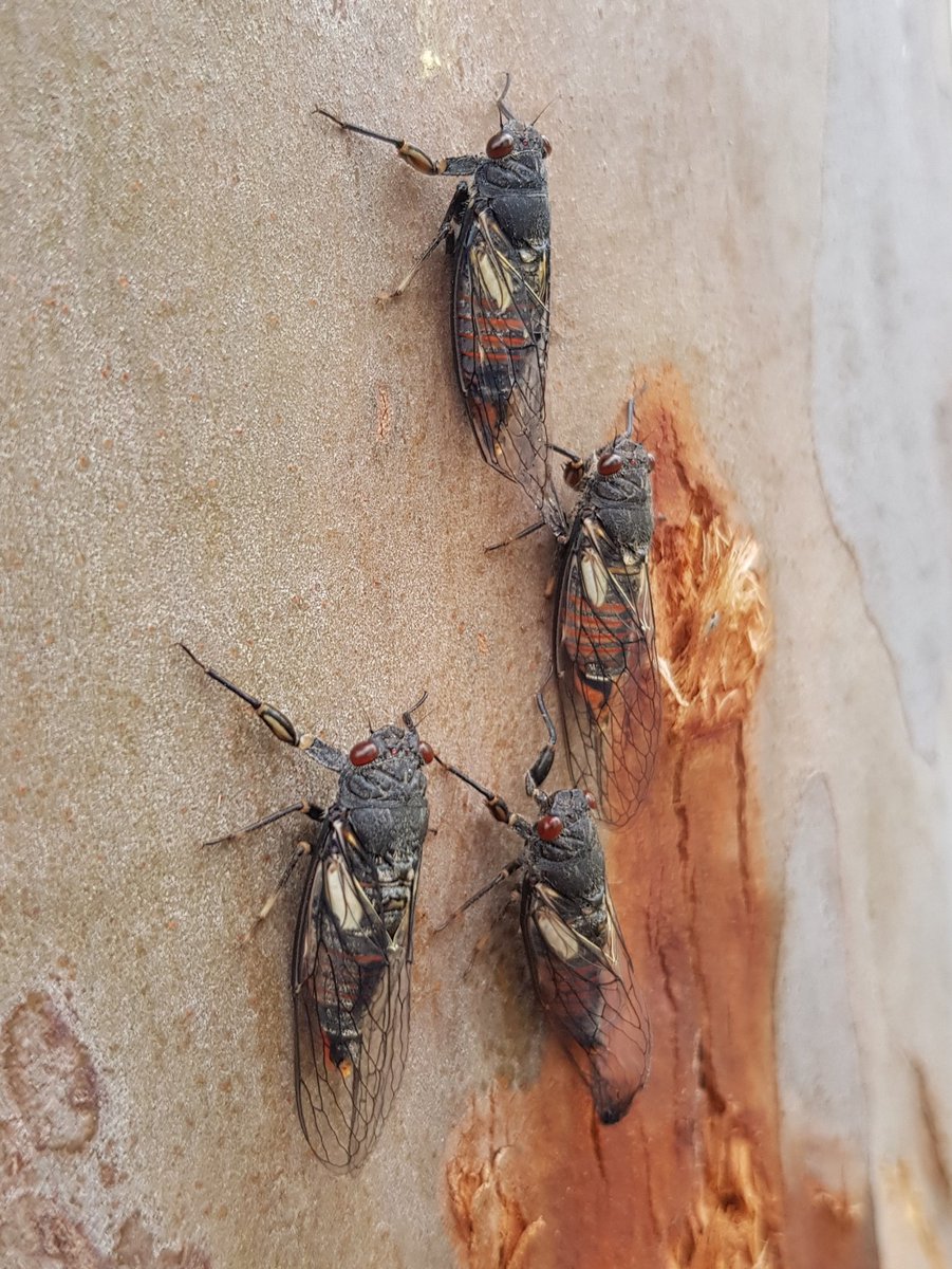 ParslowBen's tweet image. An exciting adventure this morning with Mike Gemmell (@SAMuseum) to collect specimens of Yoyetta aaede, a cicada species that hasn&apos;t been collected for 100 years! The mass emergence was found by citizen scientist&apos;s in a suburban park  #entomology #citzenscience