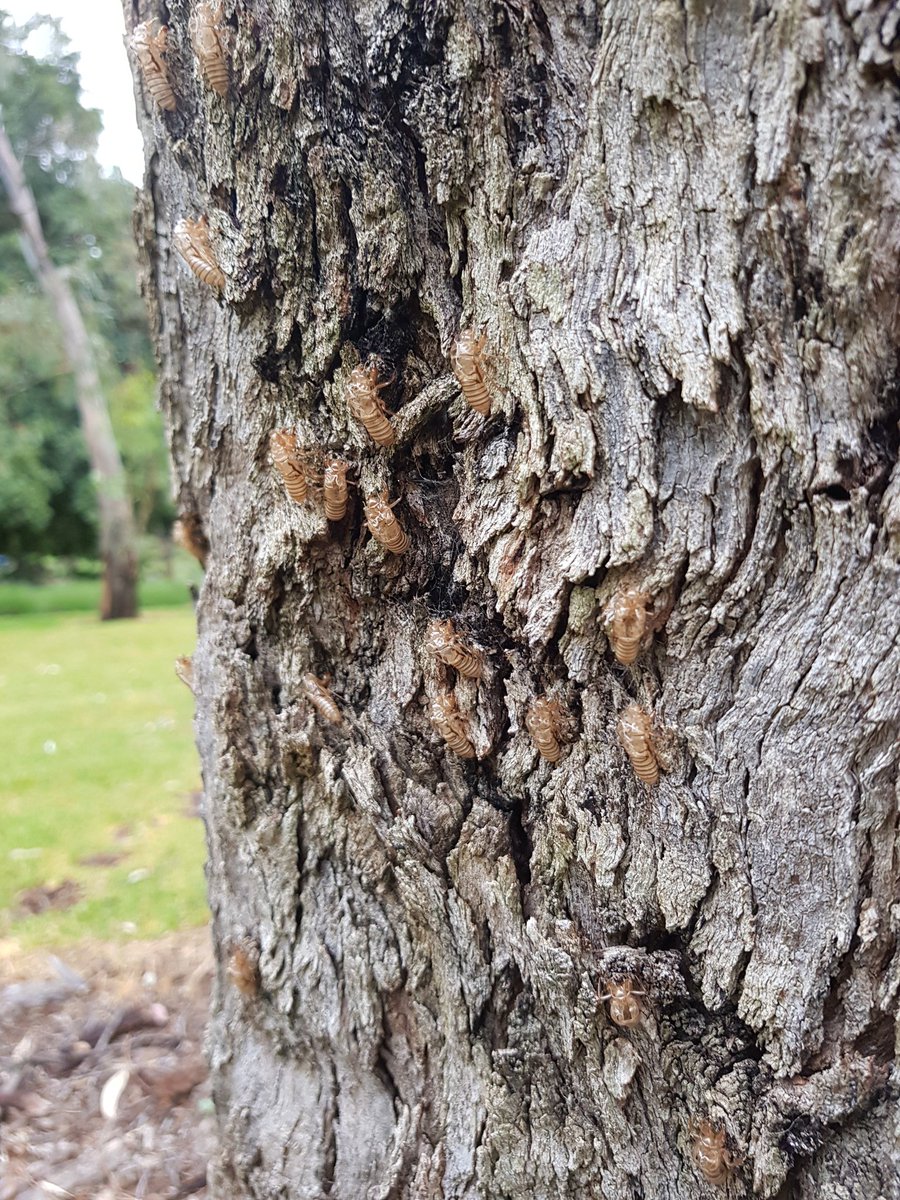 ParslowBen's tweet image. An exciting adventure this morning with Mike Gemmell (@SAMuseum) to collect specimens of Yoyetta aaede, a cicada species that hasn&apos;t been collected for 100 years! The mass emergence was found by citizen scientist&apos;s in a suburban park  #entomology #citzenscience