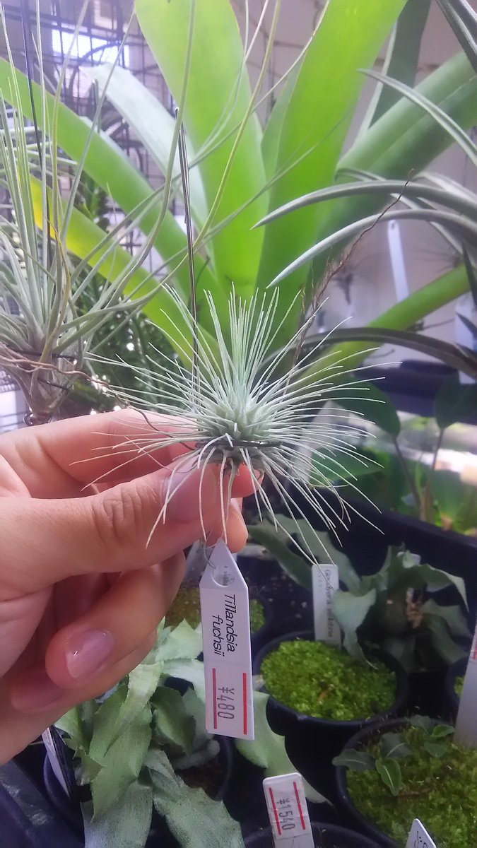 kandahayato's tweet photo. Tillandsia fuchsii var.fuchsii forma gracillis 480円
普通のフックシーです
ただし、恐らく小さいフォーム
#チランジア #ティランジア #エアープランツ #tillandsia #fuchsii https://t.co/AicJQuD4oC