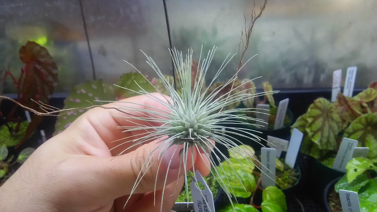 kandahayato's tweet photo. Tillandsia fuchsii var.fuchsii forma gracillis 480円
普通のフックシーです
ただし、恐らく小さいフォーム
#チランジア #ティランジア #エアープランツ #tillandsia #fuchsii https://t.co/AicJQuD4oC