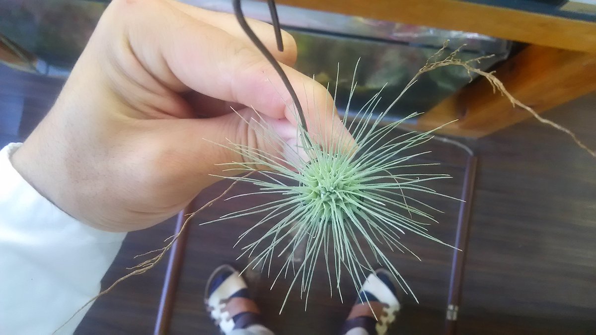 kandahayato's tweet photo. Tillandsia fuchsii var.fuchsii forma gracillis 480円
普通のフックシーです
ただし、恐らく小さいフォーム
#チランジア #ティランジア #エアープランツ #tillandsia #fuchsii https://t.co/AicJQuD4oC