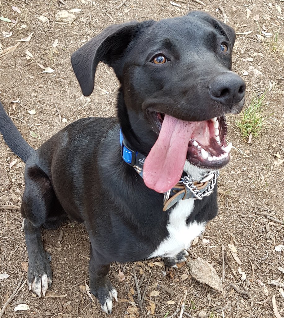 4lyfe_rescue's tweet photo. Whose dog has a longer tongue than Hugo? SHOW US YOUR #TOTS! 
#TongueOutTuesday #Hugo4Lyfe #TonguesOut4Lyfe https://t.co/SFRDnh1sC4