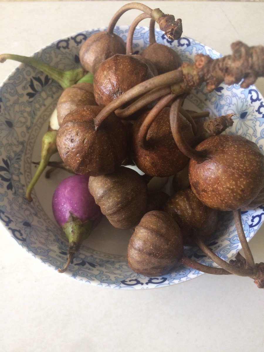 Exotic figs grown in Thailand.
มะเดื่อป่าจากทุ่งสง