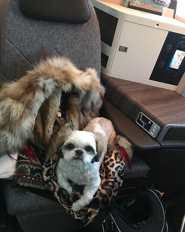 On my way to london !!prince Louis of Tel Aviv #shitsu#lucky puppy #elaldreamliner#lovemylife