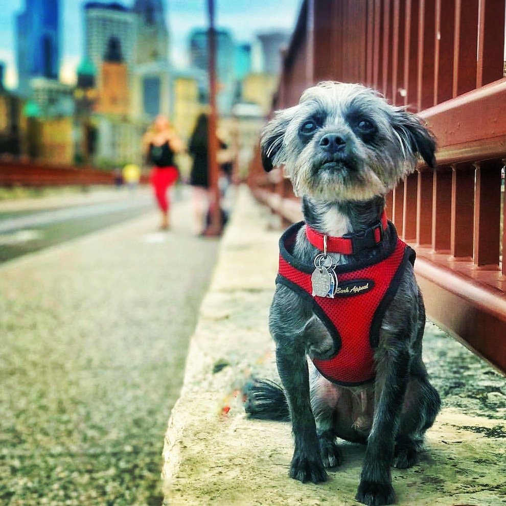 BarkAppeal's tweet photo. Look no further for the perfect Christmas gift! @ouiouilouie is wearing it😁
👉 Contact our office to find a location near you that carries our Bark Appeal Brand, and support a small business this Holiday season😊

#barkappeal #harness #adopt #rescue #dogs #puppies #supportsmall https://t.co/Xg7pMMIOYJ