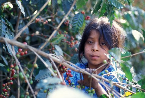 FernandoMdelaC's tweet photo. Dear @unicefchief @omarabdi00 @CharlottePetriG Coffee &amp; cocoa @UN @UNICEF_EU @UNICEFgermany @UNICEFUSA @UNGeneva @UNICEF_uk @UNICEF_france @UNICEF_Italia @UNICEFSchweizFL @UNICEFCanada=poverty, malnutrition &amp; #ChildLabor.@UNICEF @UN must share @10CentsPerCup! #WorldChildrensDay https://t.co/6o0YLoeYUX